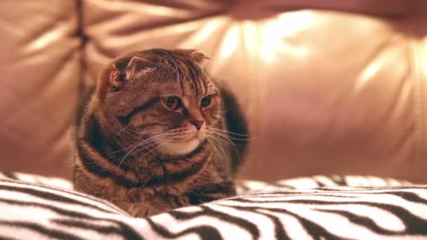Gato está sentado en el sofá — Vídeos de Stock