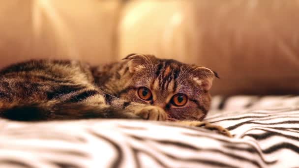 O gato está sentado no sofá. — Vídeo de Stock