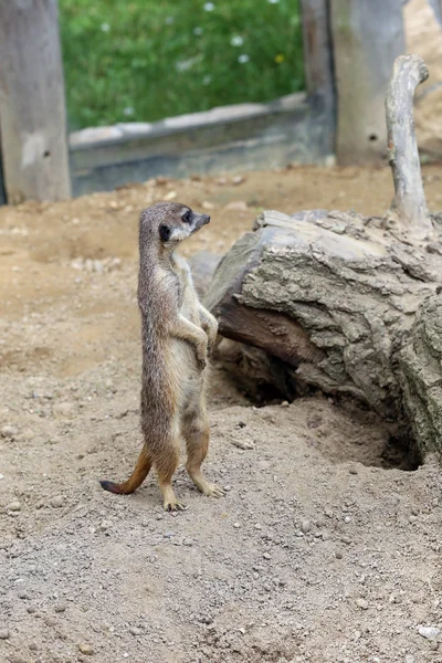 Surikata staiyng v zoo — Stock fotografie