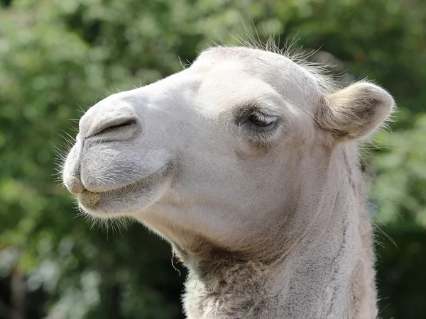 Camel's portrait — Stock Photo, Image