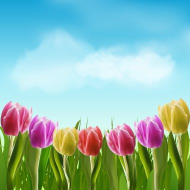 laleler ve mavi gökyüzü