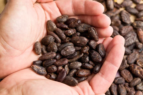 Горсть какао-бобов — стоковое фото