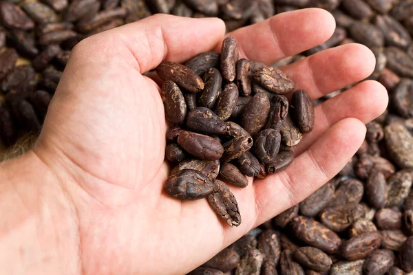 Handful of cacao beans — Stock Photo, Image