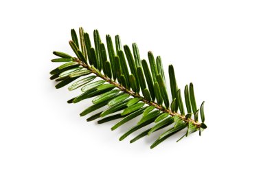 fir branch on white backgound clipart