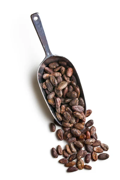 Cocoa beans in scoop — стоковое фото