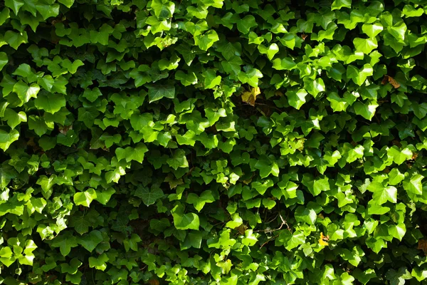 Yeşil sarmaşık duvar — Stok fotoğraf