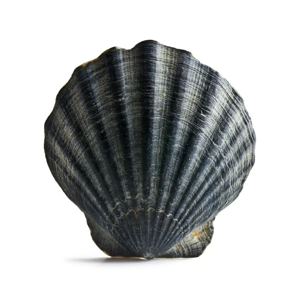 Black sea shell — Stock Photo, Image