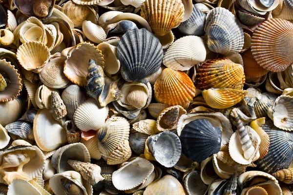 Sea shell achtergrond — Stockfoto