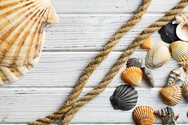 Conchas do mar e corda — Fotografia de Stock