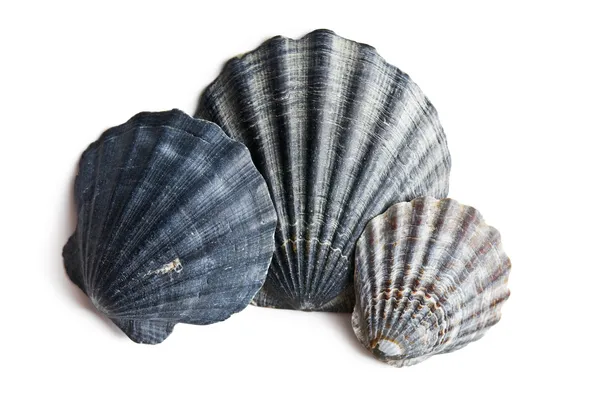 Sea shells — Stock Photo, Image