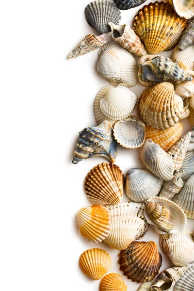 Sea shells — Stock Photo, Image