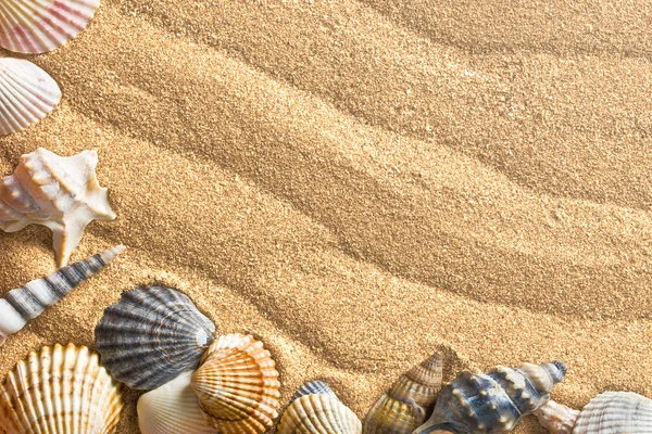 Sea shells on sand — Stock Photo, Image