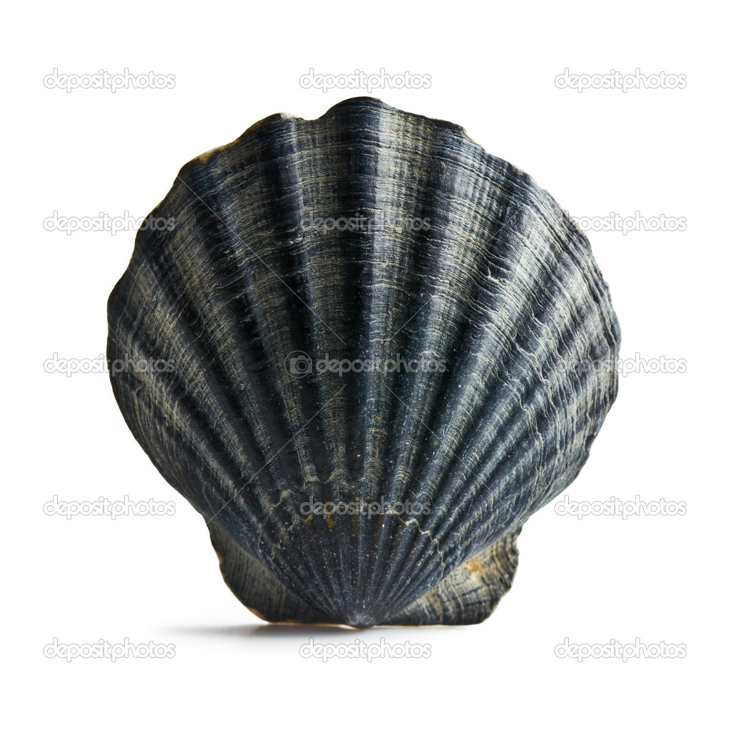 Black Sea-Shells Top – The Abiti