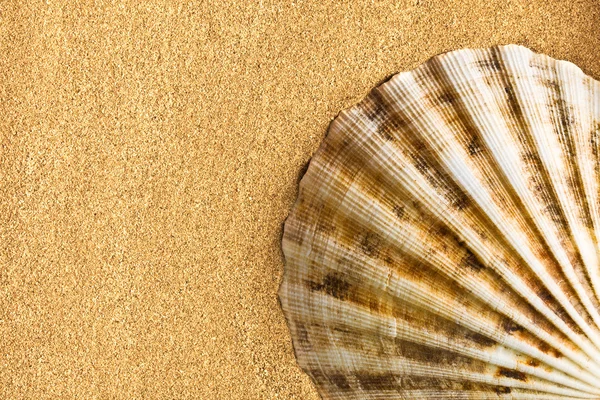 Морская раковина на песке — стоковое фото