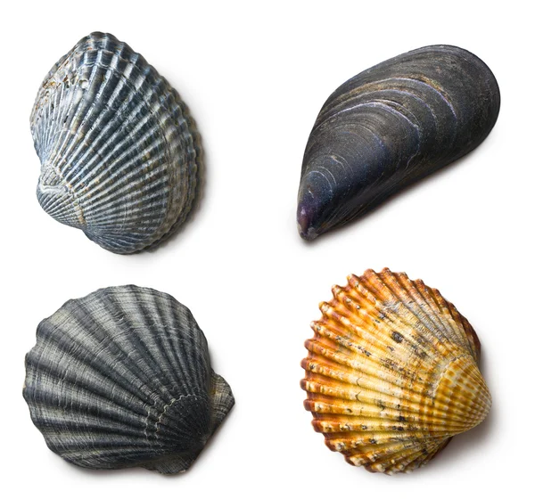 Various sea shells on white background — Stock Photo, Image