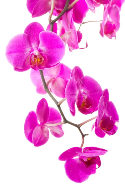 Růžové květy orchidejí — Stock fotografie