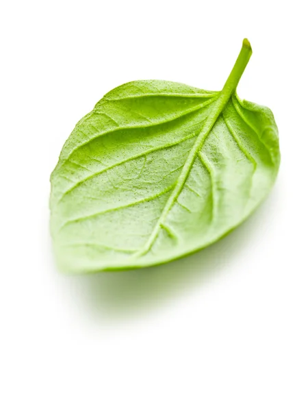 Basil leaf — Stock Photo, Image