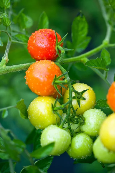 Groeiende tomaten — Stockfoto