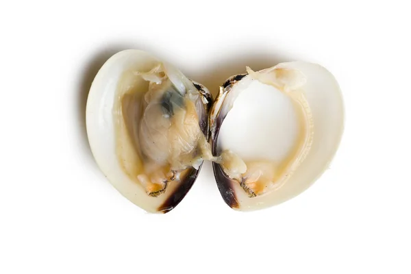 Ruwe clam — Stockfoto