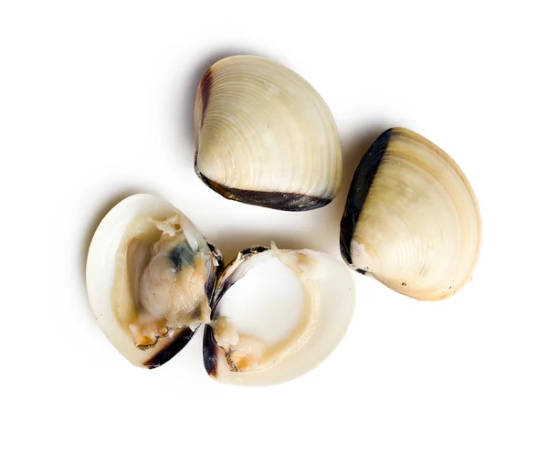 Raw clams — Stock Photo, Image