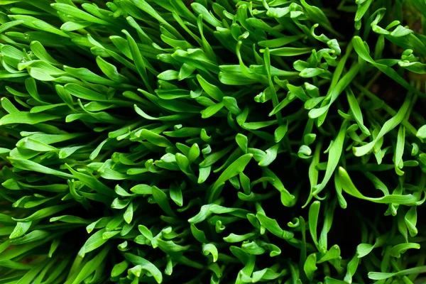 Vzor zelené trávy — Stock fotografie