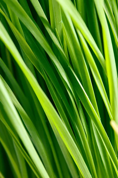 緑の芝生のパターン — ストック写真