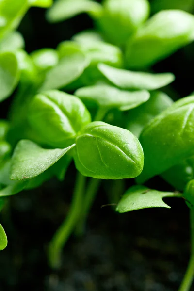 Piccole piante di basilico — Foto Stock