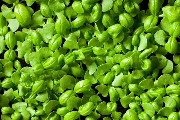 Small plants of basil — Stock Photo, Image