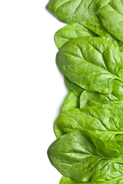 Green spinach leaves — Stock Photo, Image