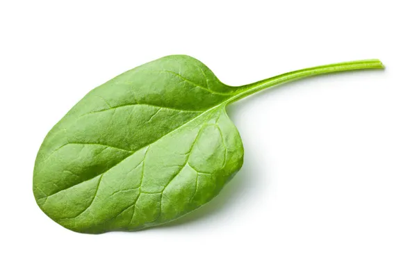 Green spinach leaf — Stock Photo, Image