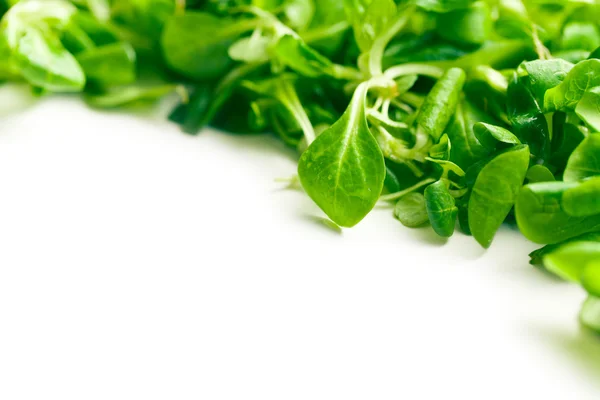 Ensalada de maíz, lechuga de cordero —  Fotos de Stock