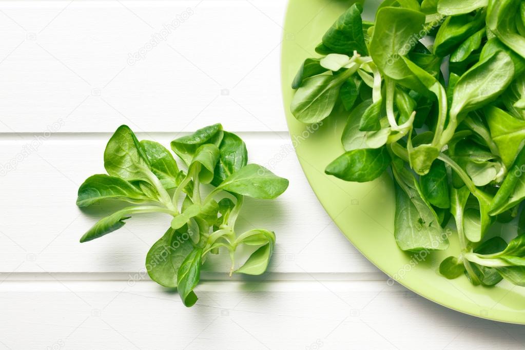 Corn salad, lamb's lettuce — Stock Photo © jirkaejc 48183945