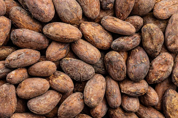 Boabe Cacao Uscate Privire Sus — Fotografie, imagine de stoc