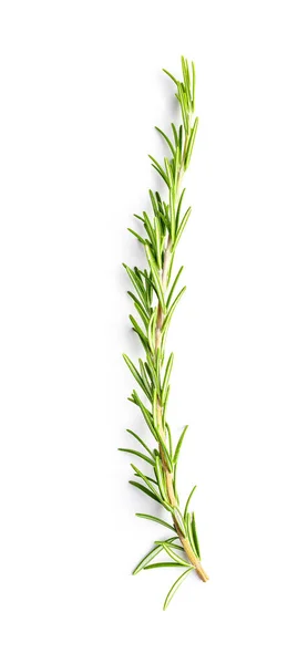 Green Rosemary Branch Isolated White Background — Stock Photo, Image