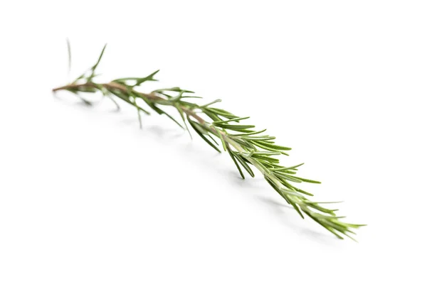 Green Rosemary Branch Isolated White Background — Stock Photo, Image