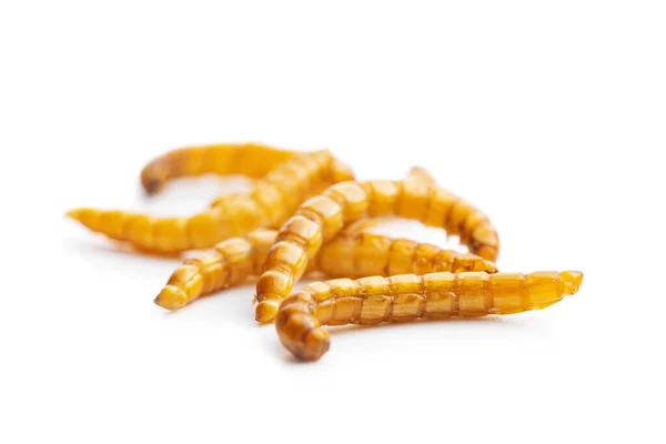 Fried Salty Worms Roasted Mealworms Isolated White Background — Stock Photo, Image