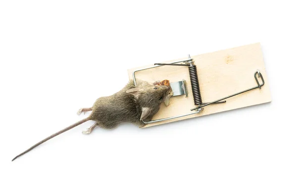 Dead House Mouse Mousetrap Isolated White Background Royaltyfrie stock-fotos