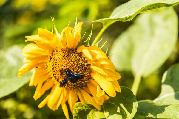 Violet carpenter bee on a sunflower. Xylocopa violacea.