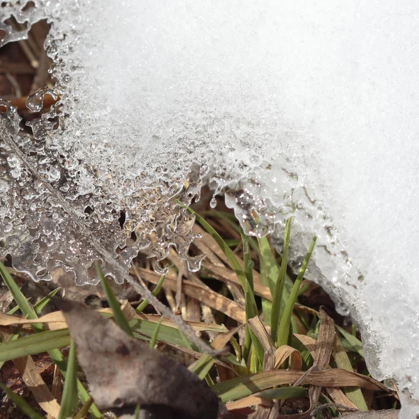 Grass under melt snow — Stock Photo, Image