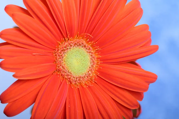 Červená gerbera — Stock fotografie