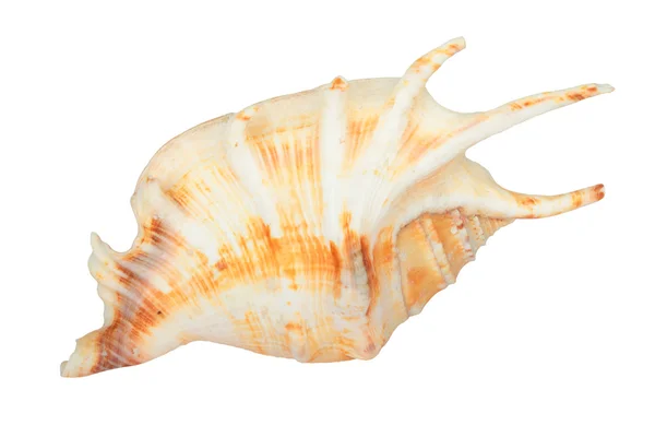 Sea shell — Stock fotografie