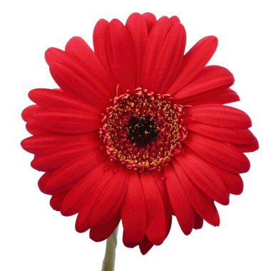 gerbera çiçek.