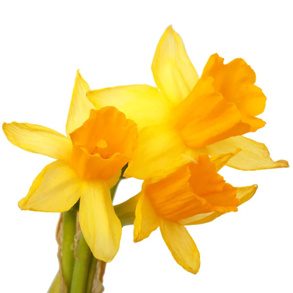 Bouquet of yellow narcissus — Stock Photo, Image