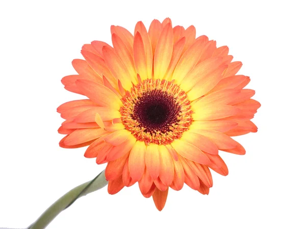 Gerbera-Blüte. — Stockfoto