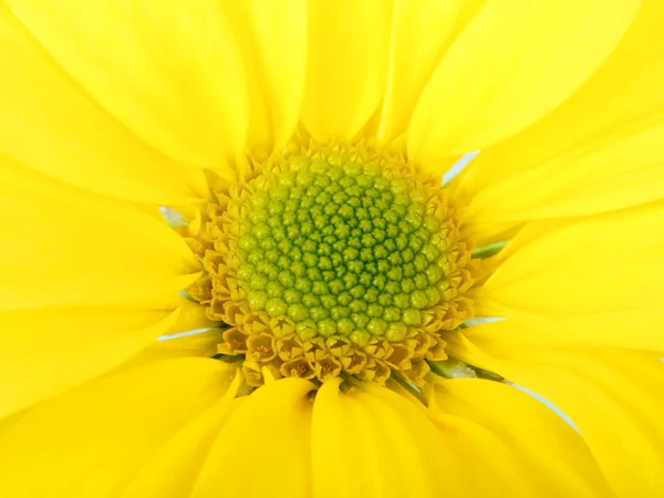 Flor de margarida amarela — Fotografia de Stock