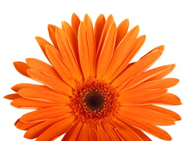 gerbera çiçek. Yükseklik res