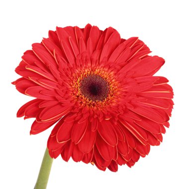 gerbera çiçek. Yükseklik res