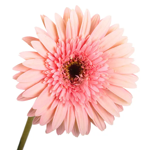 Gerbera květina. výška res — Stock fotografie