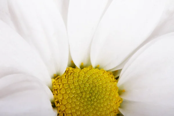 Witte madeliefje bloem — Stockfoto