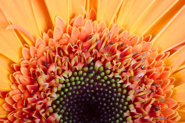 Macro photo of gerber flower. Hight res — Stock Photo, Image